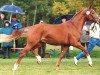 stallion Weltadel I (Hanoverian, 1990, from Weltmeyer)