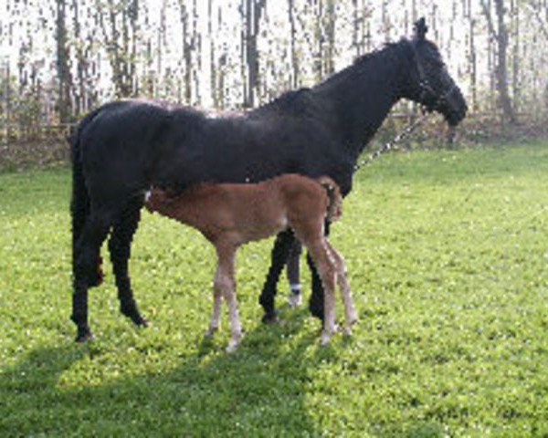 Zuchtstute African Timber (Westfale, 1989, von Akitos xx)