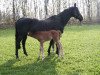 broodmare African Timber (Westphalian, 1989, from Akitos xx)