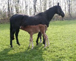 broodmare African Timber (Westphalian, 1989, from Akitos xx)