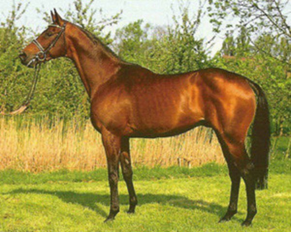Pferd Forrest xx (Englisches Vollblut, 1980, von Gernegross xx)
