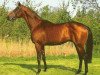stallion Forrest xx (Thoroughbred, 1980, from Gernegross xx)