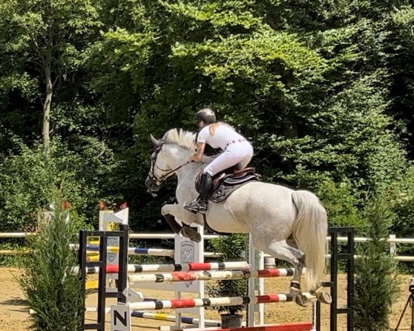 jumper Noblesse von Freymannshof (Belgian Warmblood, 2013, from President)