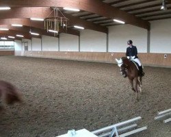 dressage horse Papillon Le Petit (Westphalian, 2006, from Peking)