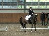 dressage horse Rojo 4 (Trakehner, 2004, from Enchantee)