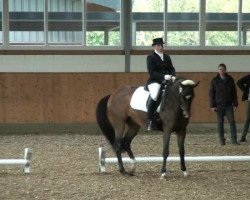 dressage horse Rojo 4 (Trakehner, 2004, from Enchantee)