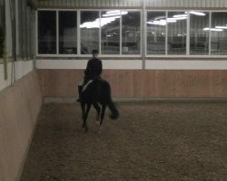 dressage horse Prins 32 (Trakehner, 2000)