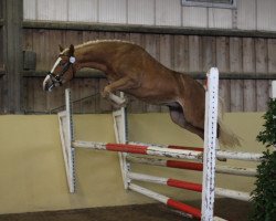 dressage horse Immenmoor Chagall (German Riding Pony, 2007, from FS Chicago)