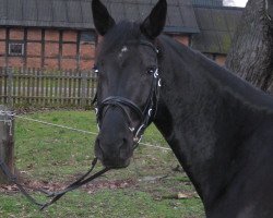 broodmare Dancing Darkness (Hanoverian, 2005, from De Niro)