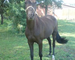 Pferd Dancing Darkness (Hannoveraner, 2004, von De Niro)