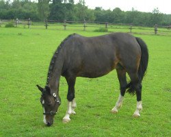 broodmare Navarina (Westphalian, 1990, from Navarino)