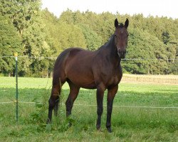 broodmare Conrose (Hanoverian, 2003, from Contendro I)