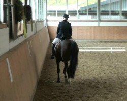 dressage horse Sunshine Romance (Westphalian, 2003, from Show Star)