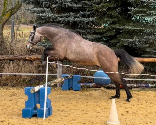 jumper Chitano Classic (Holsteiner, 2018, from Canturano I)