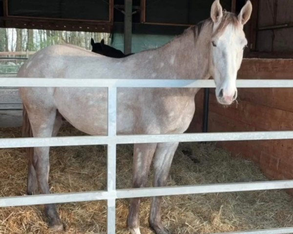 jumper Cobain 15 (Zangersheide riding horse, 2020, from Colorit)