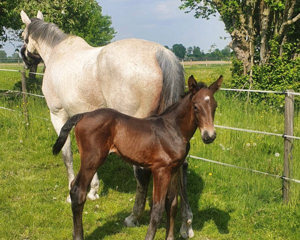 Springpferd Vittorio R (Holsteiner, 2022, von Vigado)