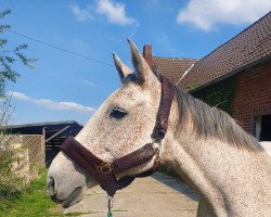 broodmare Claudia (Holsteiner, 2010, from Claudio)