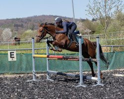 dressage horse Dui Do (German Riding Pony, 2016, from Déjà Vu 5)