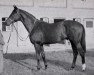 stallion Triumvir xx (Thoroughbred, 1940, from Trimdon xx)