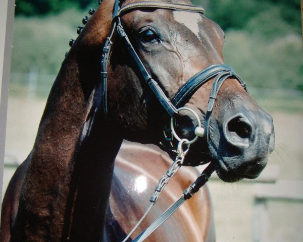 broodmare Helena XXXVI (Trakehner, 2002, from Latimer)