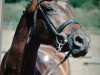 broodmare Helena XXXVI (Trakehner, 2002, from Latimer)