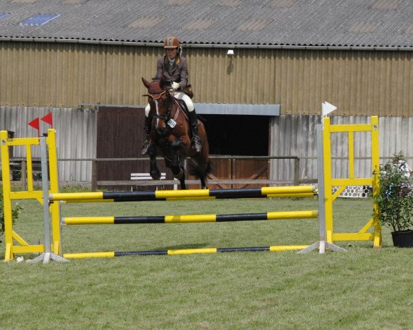 dressage horse Lorento 4 (Holsteiner, 2002, from Lorentin I)