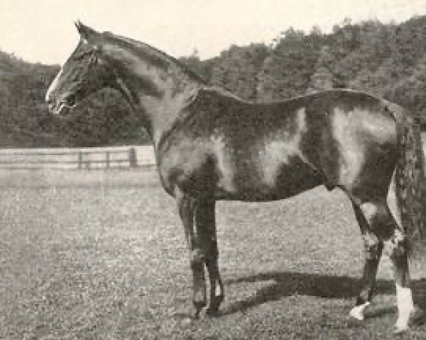 stallion Knockando xx (Thoroughbred, 1920, from Phalaris xx)