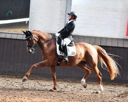 dressage horse Bella Adoro (Hanoverian, 2010, from Belissimo NRW)