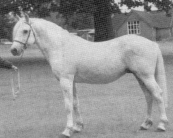Deckhengst Atlantic Swirl (Connemara-Pony, 1972, von The Fugitive)