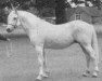 stallion Atlantic Swirl (Connemara Pony, 1972, from The Fugitive)