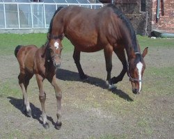 broodmare Fenia (Saxony-Anhaltiner, 1993, from Firebird)