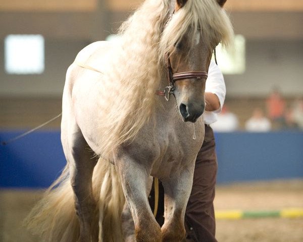 horse Casparo (Palatine Ardennes Draft, 2001, from Crie)