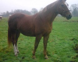 broodmare Dipalie Hb (Mecklenburg, 1986, from Dispatcher 3366)