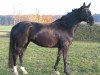 broodmare Di Jana (Oldenburg, 1998, from De Niro)