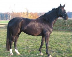 broodmare Di Jana (Oldenburg, 1998, from De Niro)