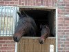 broodmare Niobe (Hanoverian, 1985, from Nevado xx)