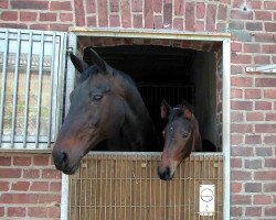 broodmare Niobe (Hanoverian, 1985, from Nevado xx)