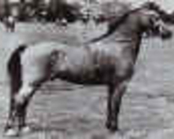 stallion Clan Dana (Welsh mountain pony (SEK.A), 1946, from Coed Coch Glyndwr)