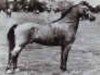 Deckhengst Clan Dana (Welsh Mountain Pony (Sek.A), 1946, von Coed Coch Glyndwr)
