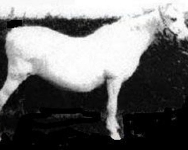 Zuchtstute Clan Prue (Welsh Mountain Pony (Sek.A), 1955, von Clan Dana)