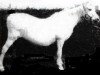 Zuchtstute Clan Prue (Welsh Mountain Pony (Sek.A), 1955, von Clan Dana)