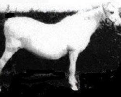 Zuchtstute Clan Prue (Welsh Mountain Pony (Sek.A), 1955, von Clan Dana)