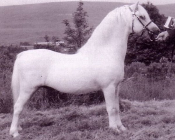 Deckhengst Clan Pip (Welsh Mountain Pony (Sek.A), 1959, von Clan Tony)