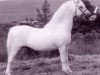 stallion Clan Pip (Welsh mountain pony (SEK.A), 1959, from Clan Tony)
