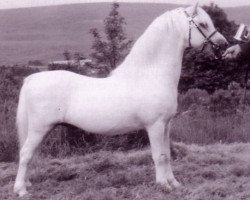 stallion Clan Pip (Welsh mountain pony (SEK.A), 1959, from Clan Tony)