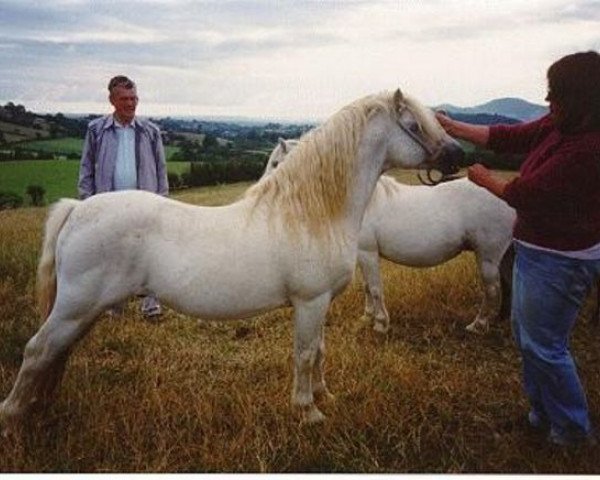 Deckhengst Revel Janus (Welsh Mountain Pony (Sek.A), 1970, von Clan Pip)