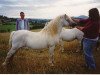 Deckhengst Revel Janus (Welsh Mountain Pony (Sek.A), 1970, von Clan Pip)