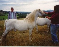 stallion Revel Janus (Welsh mountain pony (SEK.A), 1970, from Clan Pip)