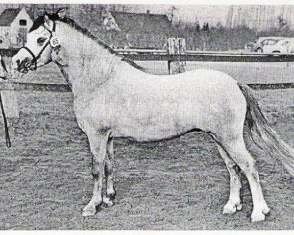 Deckhengst Weston Falcon (Welsh Mountain Pony (Sek.A), 1975, von Revel Janus)