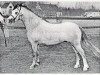 stallion Weston Falcon (Welsh mountain pony (SEK.A), 1975, from Revel Janus)